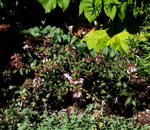 Abelia x grandiflora 'Edward Goucher'